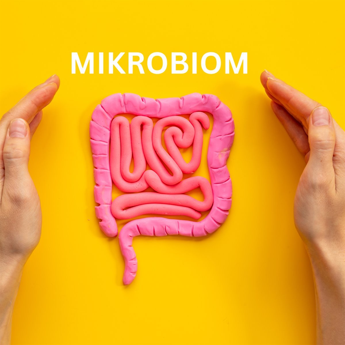 Mikrobiom – Darmflora als pinkfarbenes Knetmodell zwischen zwei Händen
